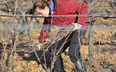 Tirer les bois un dimanche en famille