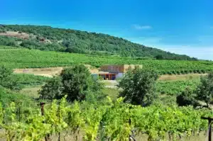 Domaine viticole bio Pézenas – Volcan des Baumes - Domaine Allegria