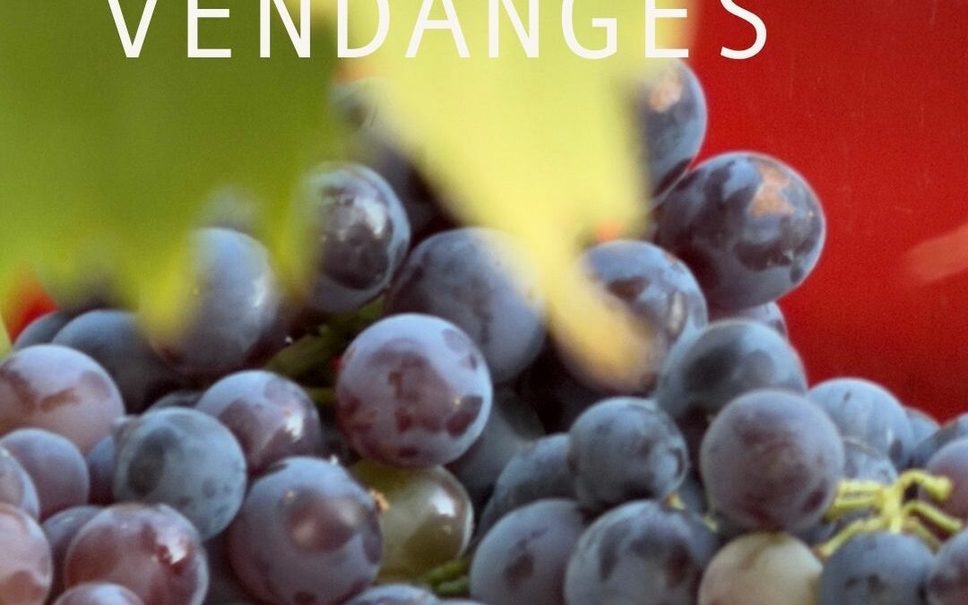 Les vendanges 2026 au Domaine Allegria